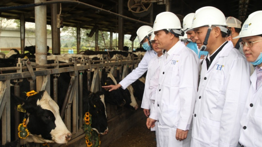 Năm 2020, Tập đoàn TH nhập khẩu đàn bò sữa cao sản 4.500 con
