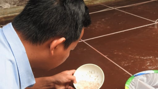 Tôm giống tốt 'mở đường' thắng lợi cho vụ xuân hè