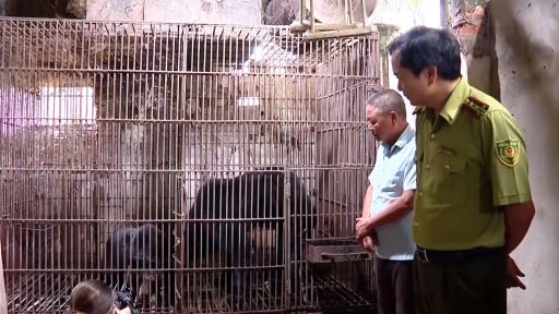 Người dân tự nguyện bàn giao 2 cá thể gấu về với thiên nhiên