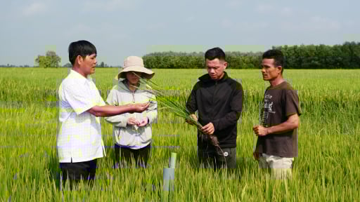 Thủy lợi, mạch nguồn nông nghiệp xanh: [Bài 1] Trồng lúa thông minh