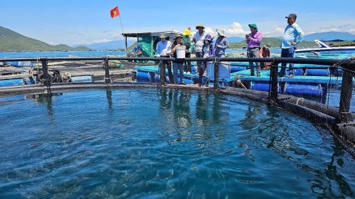 Nuôi biển tiên tiến - xu hướng tất yếu: [Bài 1] Tiến ra vùng biển hở