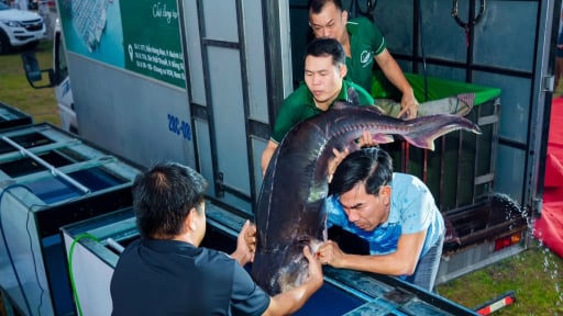 Thu 'lợi kép' nhờ nuôi cá lồng kết hợp với du lịch trải nghiệm
