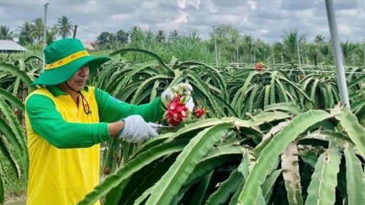 Những 'Bí Kíp Vàng' từ Phân Bón Cà Mau giúp bà con canh tác hiệu quả