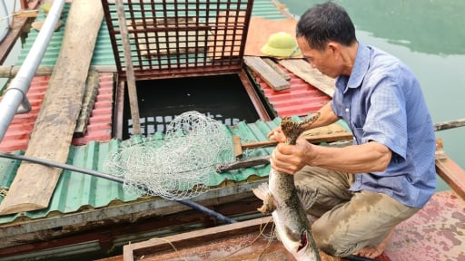 Những mùa cá xứ Tuyên: [Bài 1] Gắn bó với dòng Lô