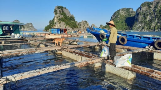 Buộc khung bè, hạ thấp lồng nuôi thủy sản trước khi lên bờ