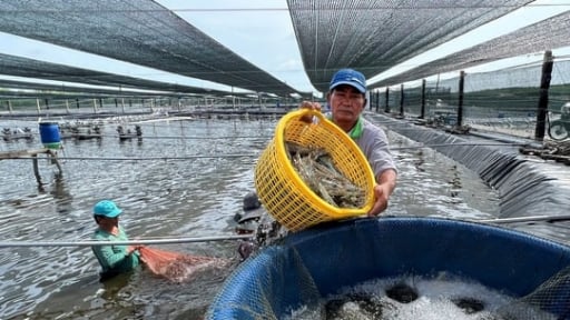 Công nghệ xanh - Chìa khóa cho nuôi trồng thủy sản bền vững