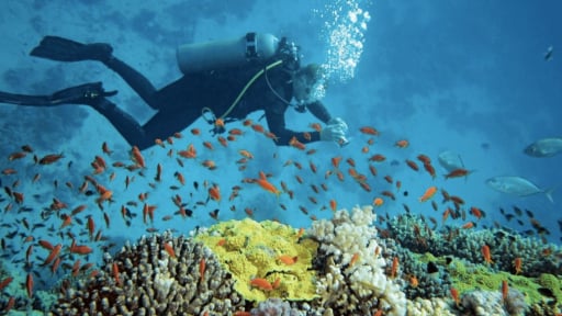 San hô vịnh Nha Trang mất gần 200 ha, ảnh hưởng lớn đến du lịch biển