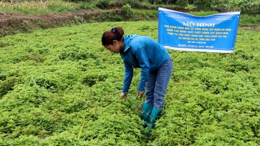 Tiếp sức vùng khó, nâng bước an sinh