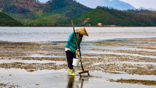 Theo dấu 'vàng ròng' giữa lòng biển Quan Lạn