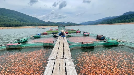 Developing a value chain for exporting red tilapia farming