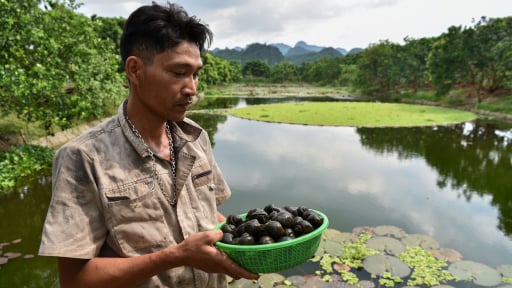 Nuôi ốc bươu đen theo kiểu 'thuận thiên'