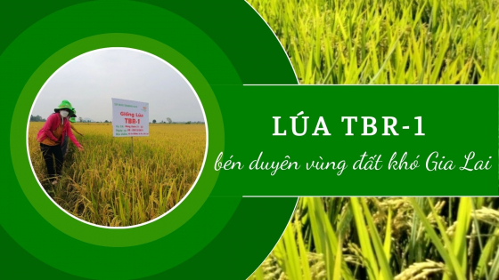 Lúa TBR-1 bén duyên vùng đất khó Gia Lai