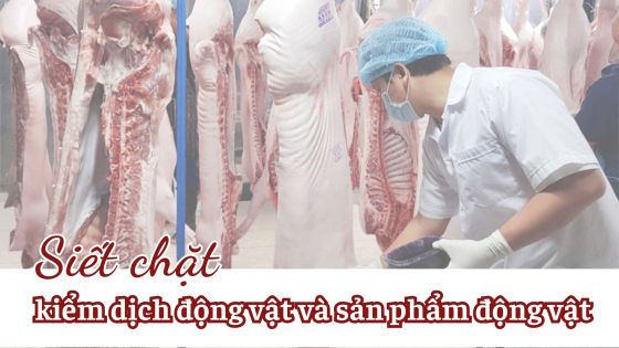 Siết chặt kiểm dịch động vật và sản phẩm động vật trong bối cảnh khó khăn