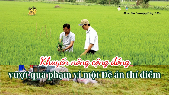 Khuyến nông cộng đồng: Vượt qua phạm vi một đề án thí điểm