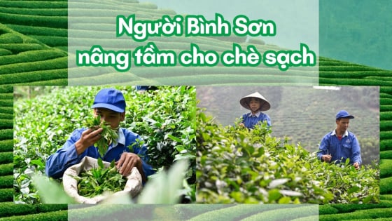 Người Bình Sơn nâng tầm cho chè sạch