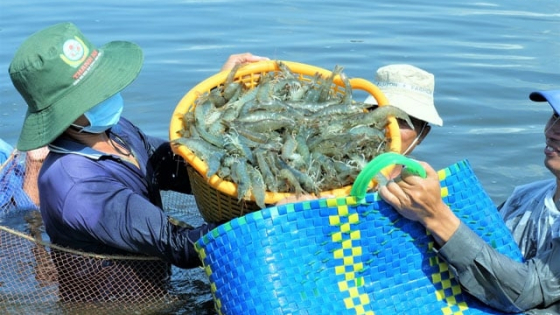 Bản tin Thủy sản ngày 13/12/2023: Ngành tôm giải quyết việc làm cho 3 triệu người