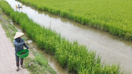 Trồng lúa kết hợp nuôi trồng thủy sản theo hướng hữu cơ