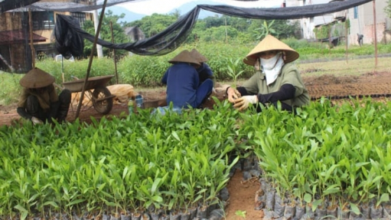 Bản tin Lâm nghiệp ngày 24/5/2024: Số hợp tác xã lâm nghiệp chỉ chiếm hơn 1%