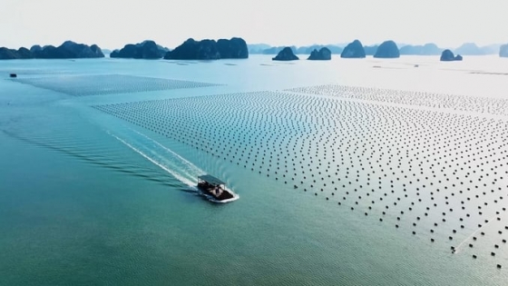 Bản tin Thủy sản ngày 7/6/2024: Na Uy là động lực cho nuôi biển Việt Nam