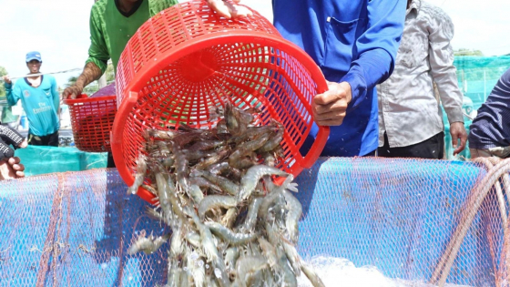 Bản tin Thủy sản ngày 27/6/2024: Giá tôm ĐBSCL giảm sâu, người nuôi ngại thả giống