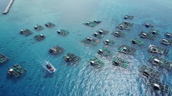 Bản tin Thủy sản ngày 4/7/2024: Tập trung giải pháp giảm khai thác, tăng nuôi trồng