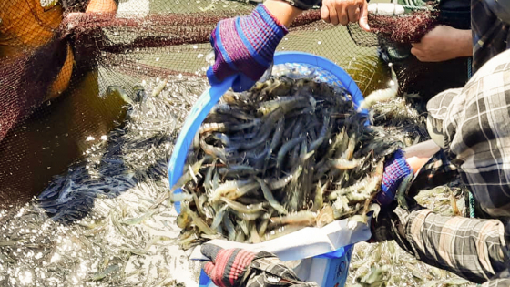 Bản tin Thủy sản ngày 10/7/2024: Giá tôm giảm 50 - 60 nghìn đồng/kg