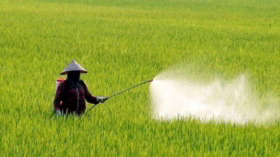 Giải pháp phòng trừ sâu, bệnh gây hại cho lúa vụ hè thu gieo sớm