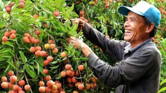 Vải thiều Bắc Giang rộ trái, sẵn sàng xuất khẩu