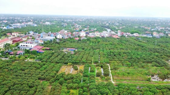 Nông thôn mới vươn mình từ vườn vải
