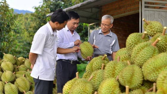 9 giải pháp cấp thiết cho xuất khẩu sầu riêng