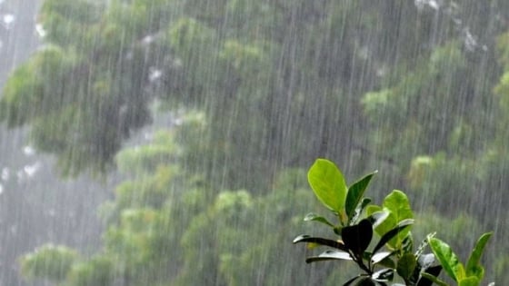 Thời tiết nông vụ ngày 11/7/2025: Miền Bắc mưa lớn diện rộng