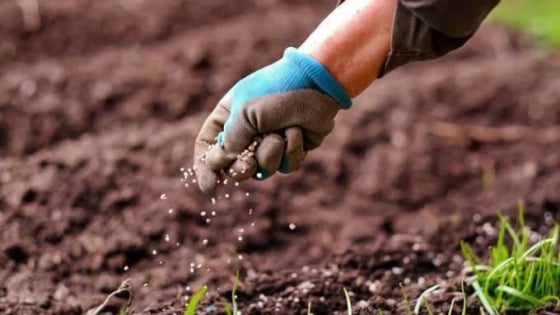 Giảm tới 75% lượng phân bón hóa học nhờ tận dụng vỏ trấu và bùn thải