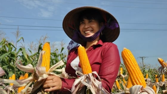 Hơn 10 năm canh tác diện rộng, ngô biến đổi gen cho năng suất tăng vọt