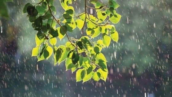 Thời tiết nông vụ ngày 12/8/2025: Miền Bắc mưa xen nắng, miền Nam mưa nhiều