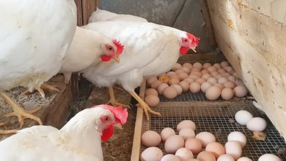 Giá trứng tăng kỷ lục trước mùa Trung thu
