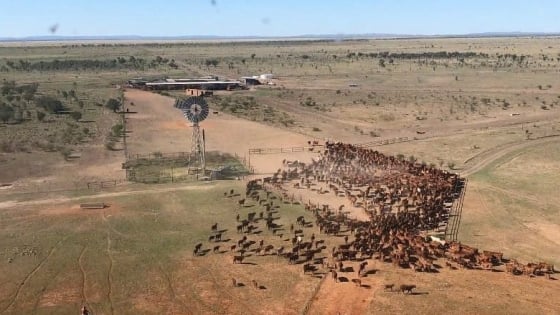 SkyKelpie: Công nghệ drone dẫn đàn và quản lý gia súc hiện đại