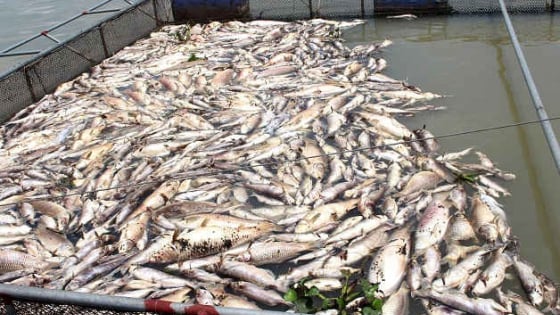 baotainguyenmoitruong.vn
