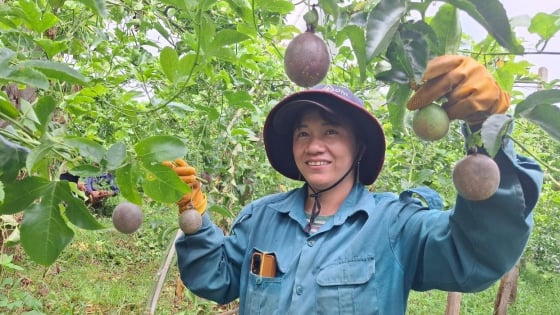 Chuyển động nông nghiệp hữu cơ vùng tây Gia Lai: Lan tỏa ở vùng biên