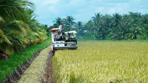 Hệ sinh thái đa tầng phủ xanh 100ha lúa hữu cơ