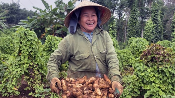 Khoai từ Cồn Tiên trồng theo hướng hữu cơ hút khách