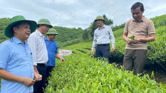Đánh thức tiềm năng chè hữu cơ xứ Nghệ