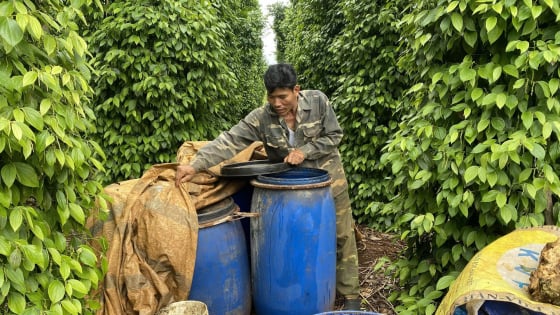 Giảm 30 - 50% chi phí phân bón nhờ phân hữu cơ tự ủ