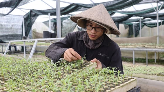 Đà Nẵng mở rộng sản xuất rau an toàn