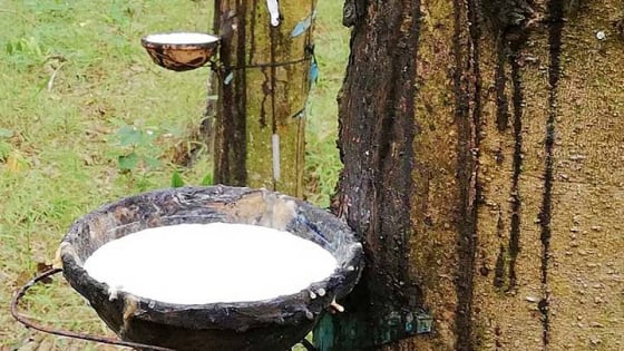 Giá cao su hôm nay 22/5/2025: Thế giới đồng loạt giảm