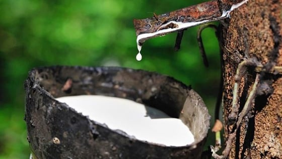 Giá cao su hôm nay 18/8/2025: Thế giới giảm nhẹ