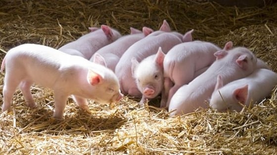 Giá heo hơi hôm nay 21/8/2025: Tiếp tục 'rớt' giá