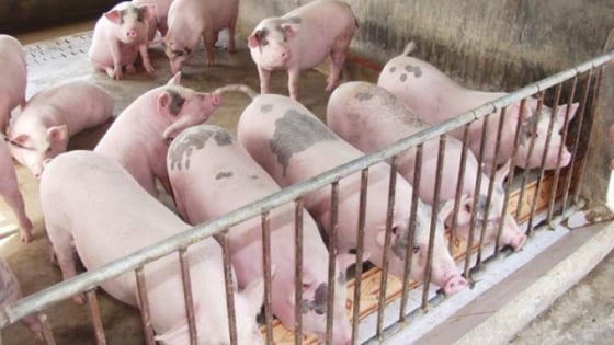 Giá heo hơi hôm nay 13/6/2025: Không có thay đổi mới