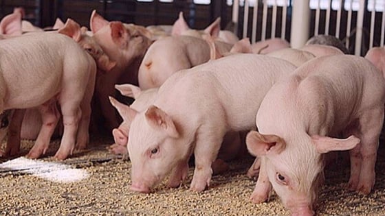 Giá heo hơi hôm nay 1/7/2025: Đà giảm vẫn diễn ra