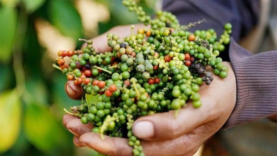 Giá tiêu hôm nay 29/4/2025: Trong nước đi ngang