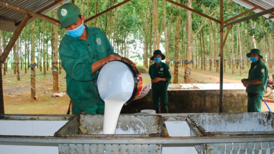 Giá cao su hôm nay 18/6/2025: Tiếp tục đà hồi phục